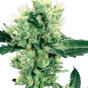 Afghani Regular Cannabis Seeds