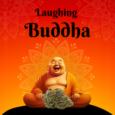 Laughing Buddha AAAA - Image 2